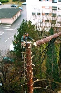 abattage d'un arbre en milieu urbain, coupe de branche à proximite de réseaux electriques