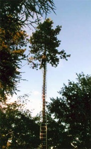 coupe de branches de pin en escalade, avec cocons de chenilles processionnaires